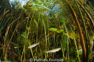Phoxinus in Buèges spring by Mathieu Foulquié 